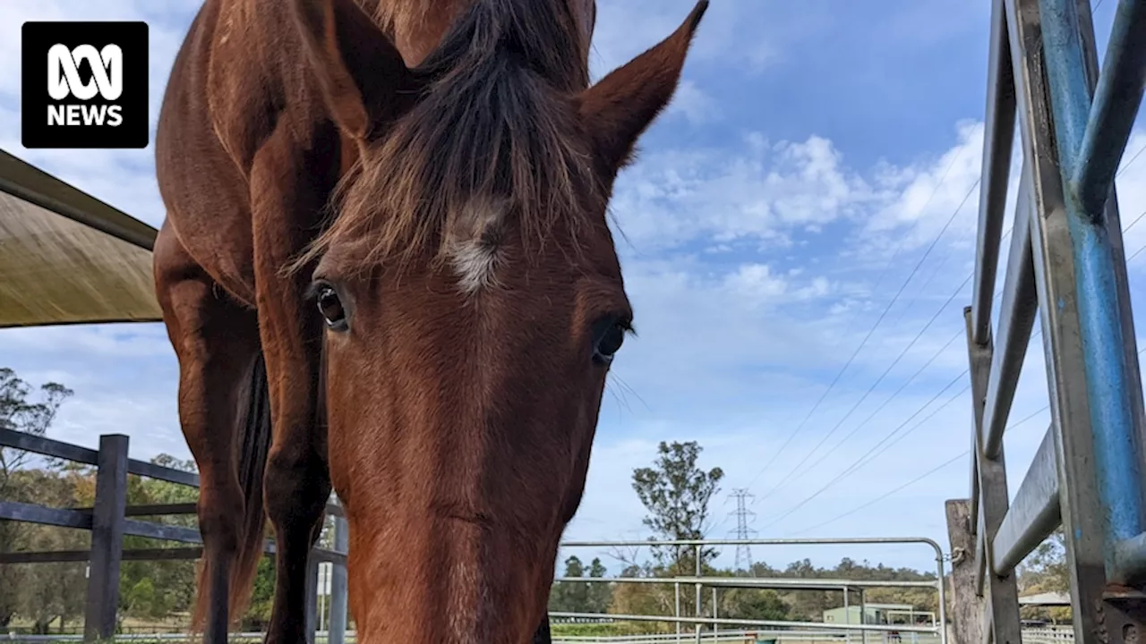 Brisbane's McIntyre Centre horse-riding school given lifeline by Victorian charity after controversial closure