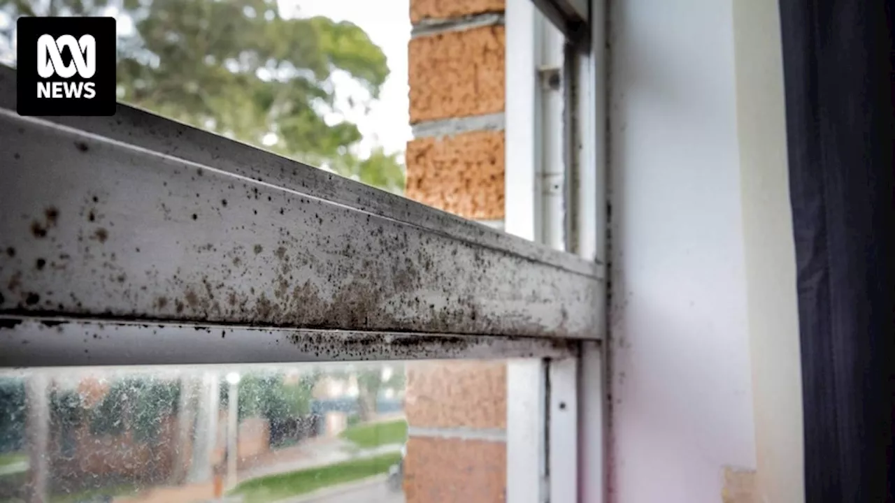 Heavy Rain in Sydney Raises Concerns about Mould Growth