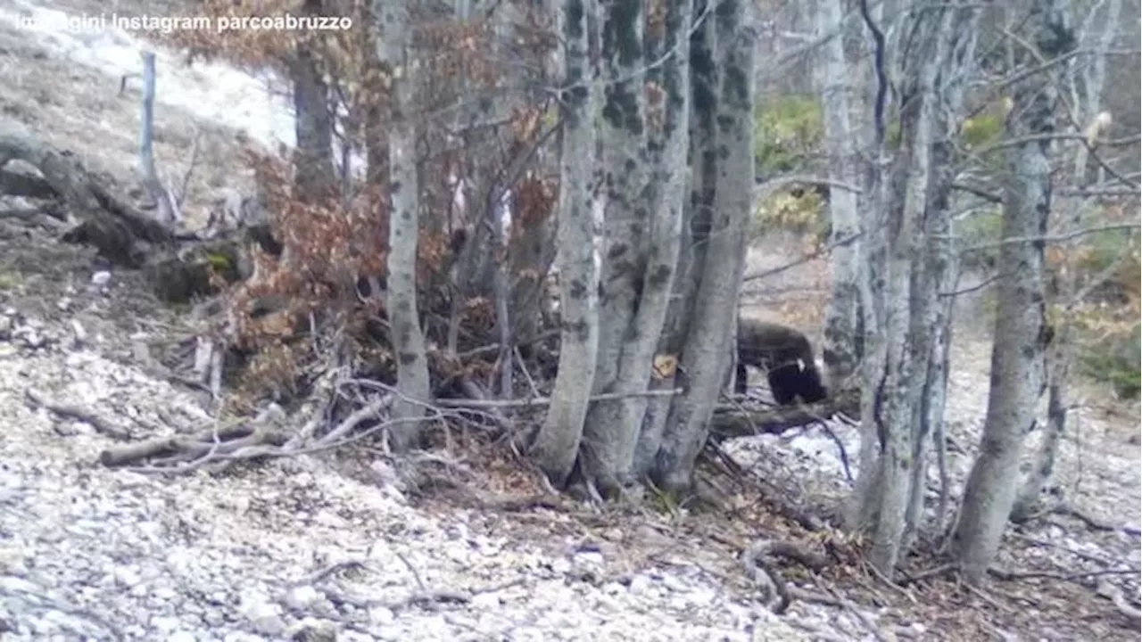 Abruzzo, i cuccioli dell'orsa Amarena escono dal letargo