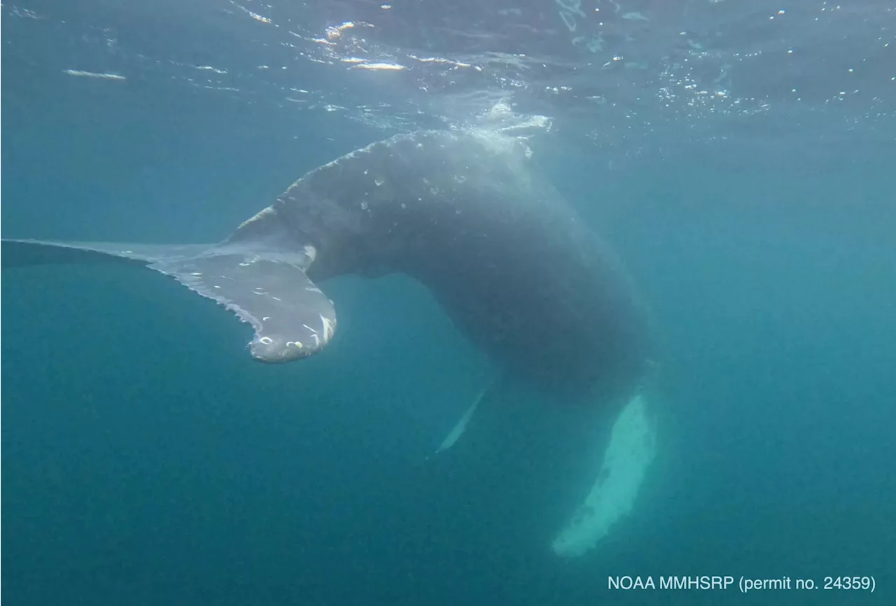 Biologists describe freeing Unalaska whale from ‘life-threatening entanglement’