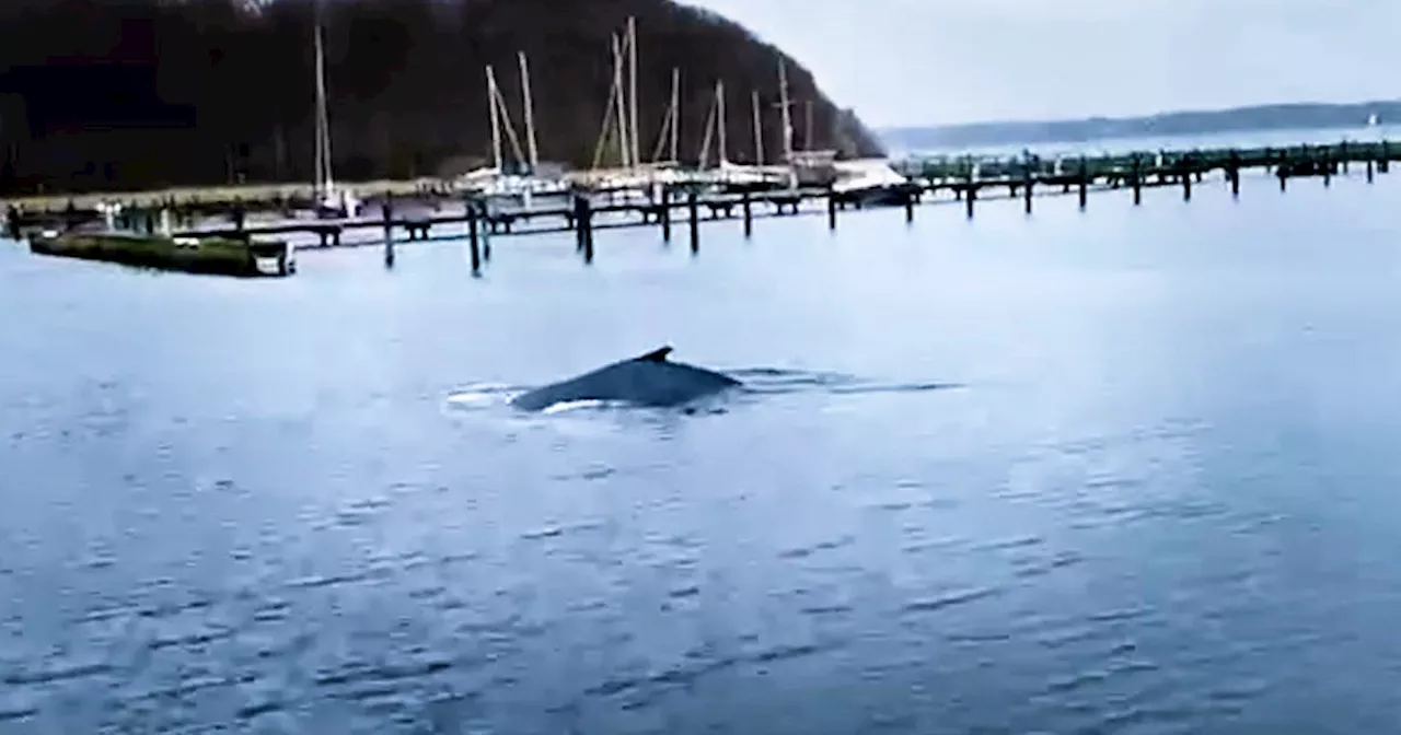 Buckelwal verirrt sich in die Ostsee