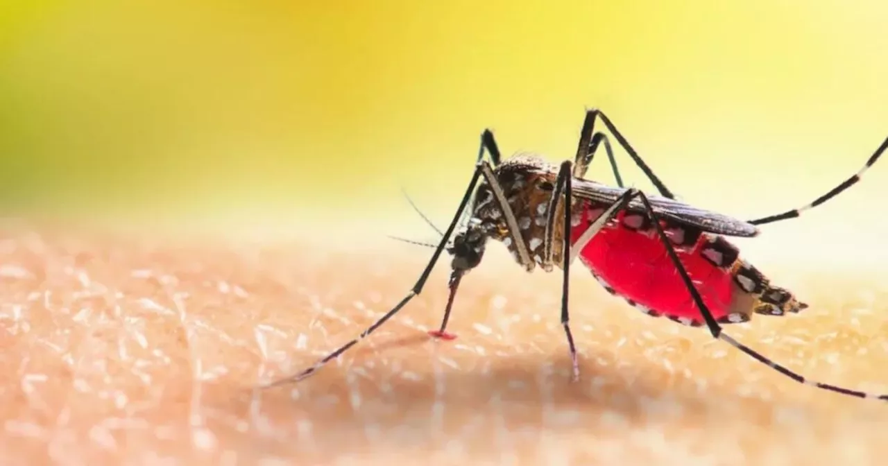 Autoridades confirman muerte por dengue en el Atlántico este año