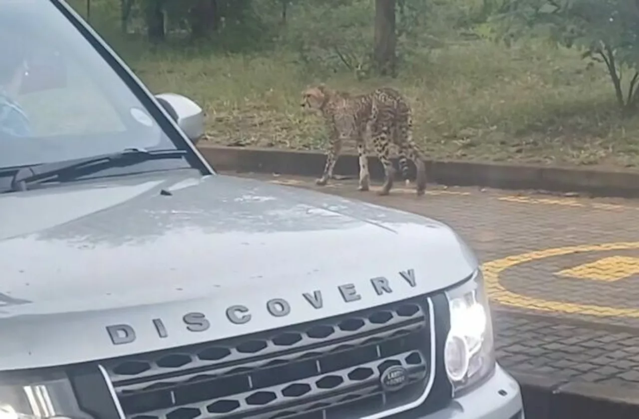 Watch: Cheetah strolls through Crocodile Bridge gate