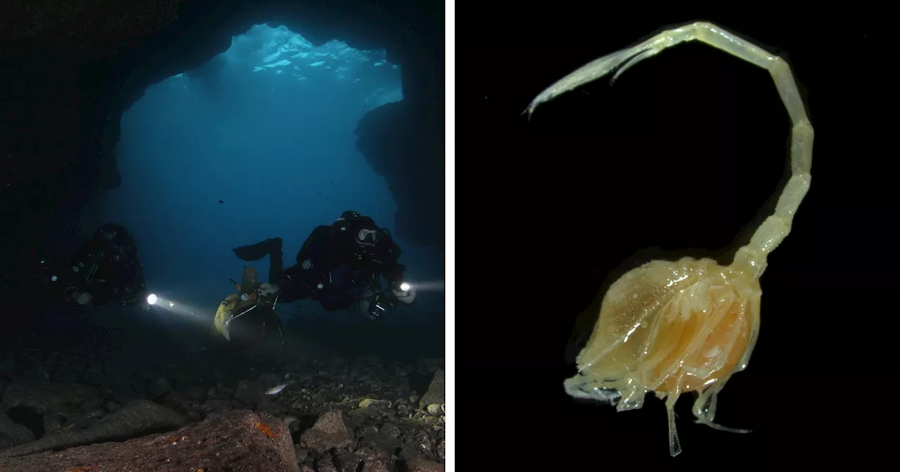 Scientists In New Zealand Have Discovered More Than 100 New Species, Including From Unseen Genus