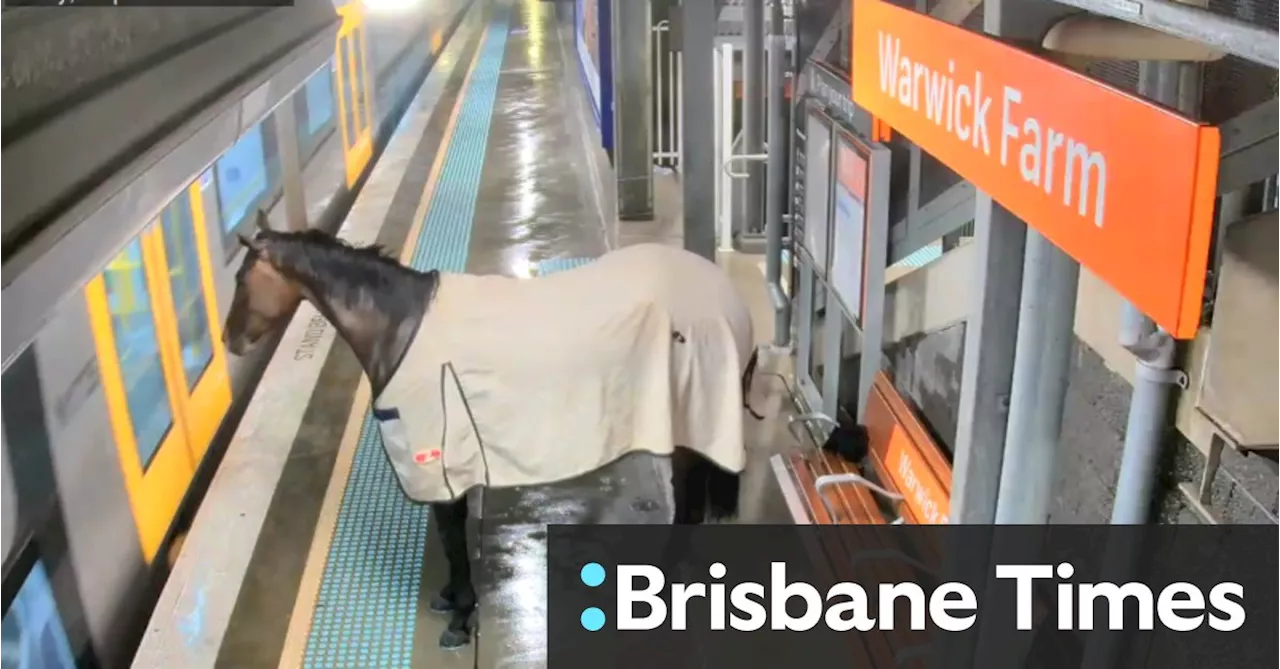 Horse on the Loose at Sydney Train Station