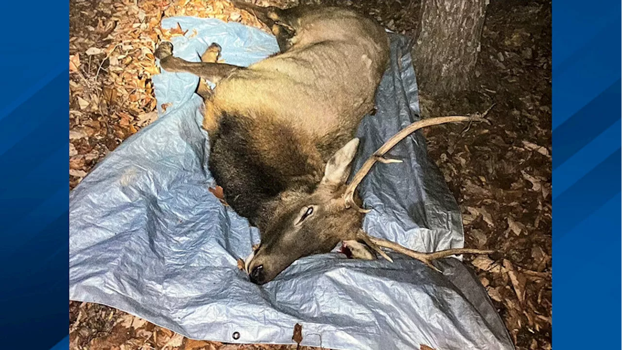 Tennessee elk poacher pays $10,000 fine, loses firearms and hunting privileges