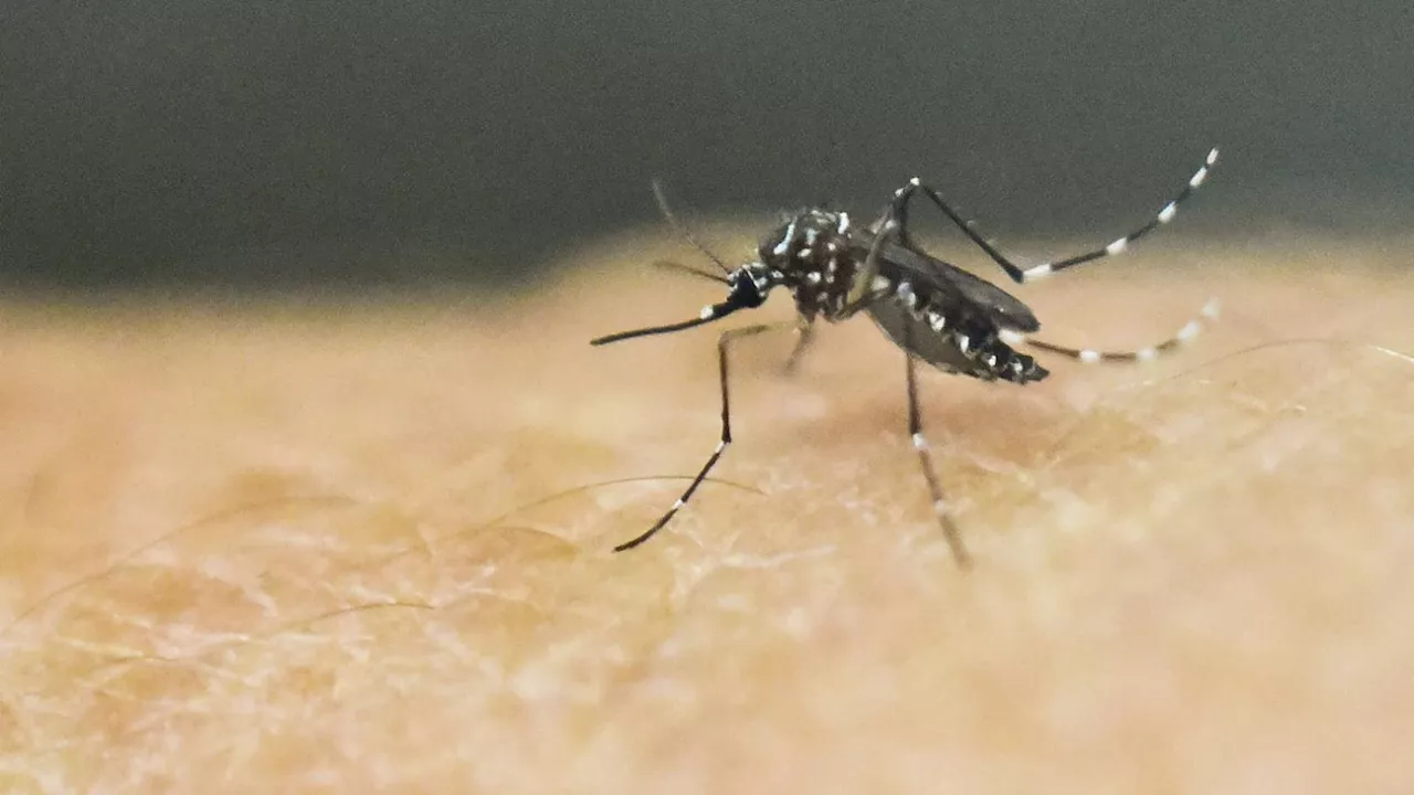 República Dominicana registra más de 6.900 casos de dengue en lo que va de año