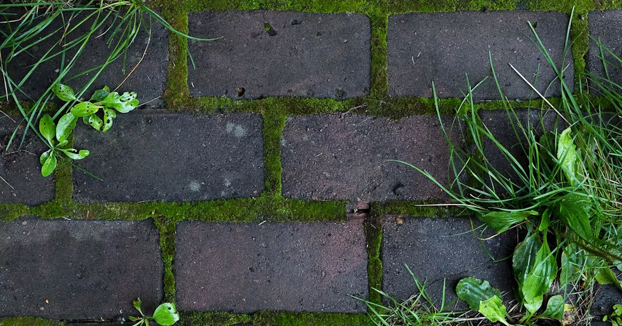 'I’m a professional gardener and this is the best way to banish moss'