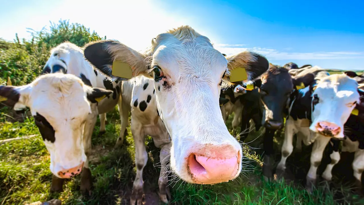 Marks and Spencer Invests £1 Million to Reduce Cows' Methane Emissions