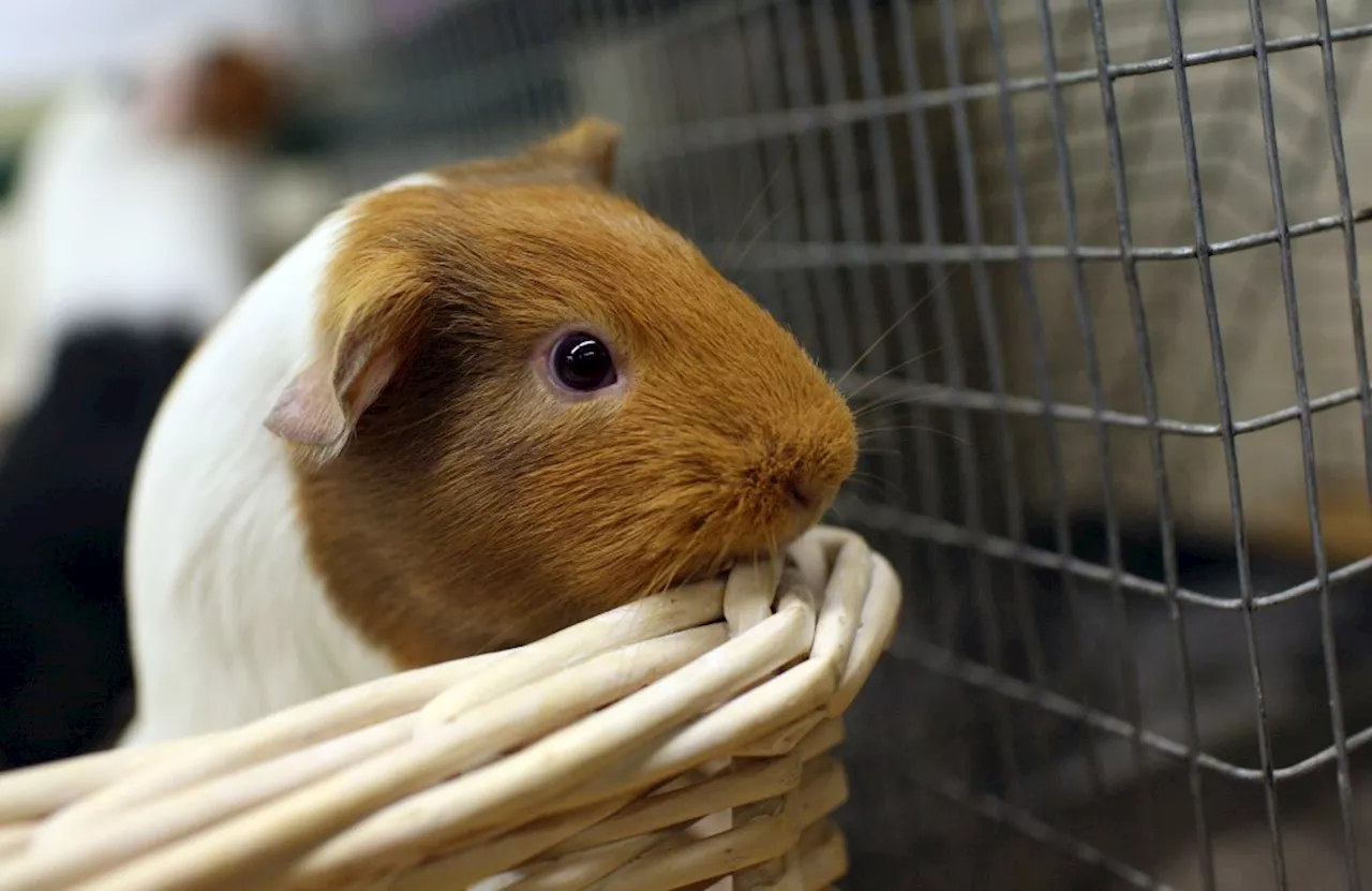 More than 500 guinea pigs rescued from breeder by Fort Collins animal rescue