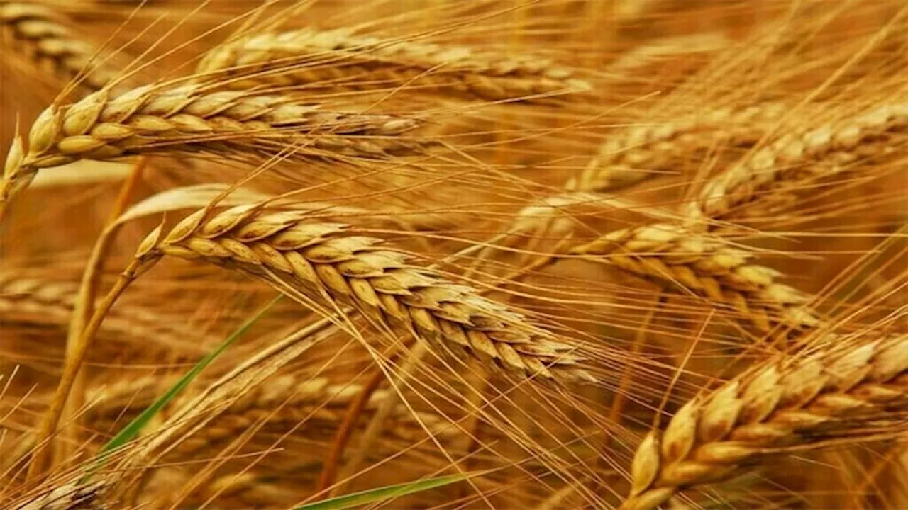 Wheat under pressure on supply outlook; corn, soybeans climb