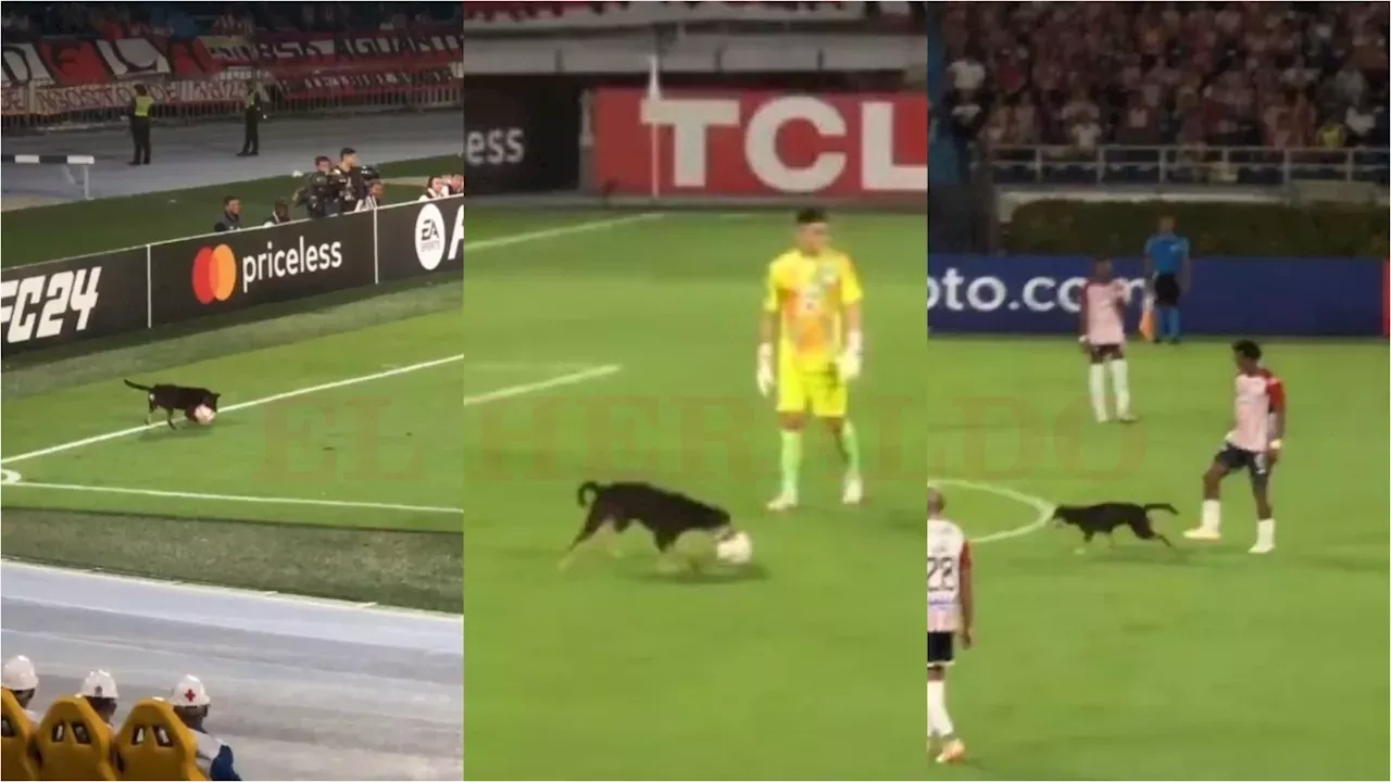 Canino: Perro entro a “jugar” en la cancha del ‘Metro’ durante el ...