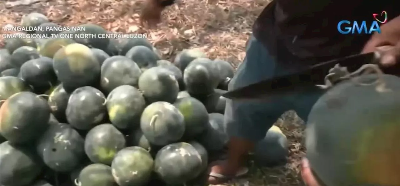 Watermelons, palay in Luzon affected by hot weather