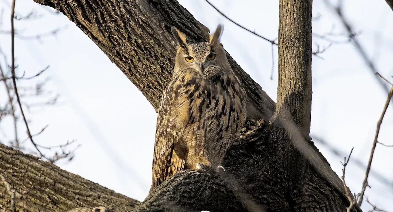 You can get a $150 'flash tattoo' of Flaco the owl in Greenpoint on Thursday