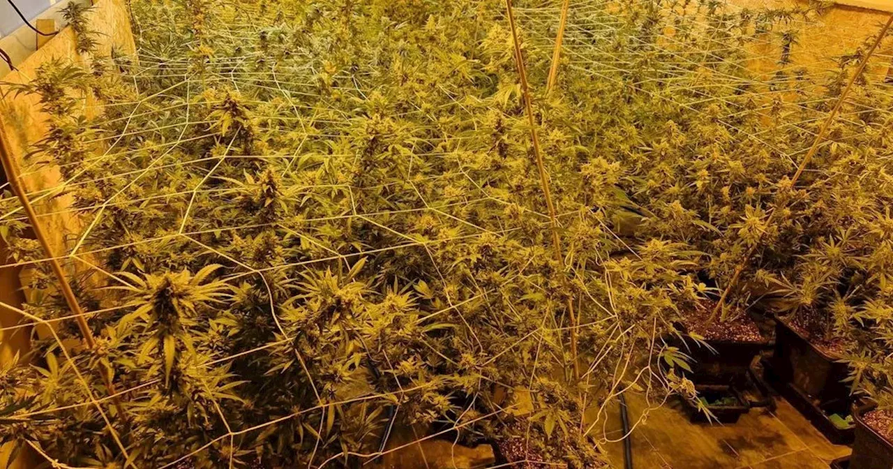 Large-Scale Cannabis Grow House Raided in Roscommon