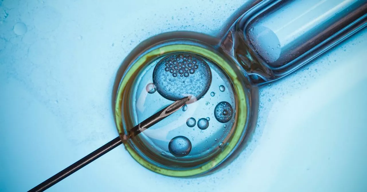 Fertility clinic blames slump in revenue on IVF tourism