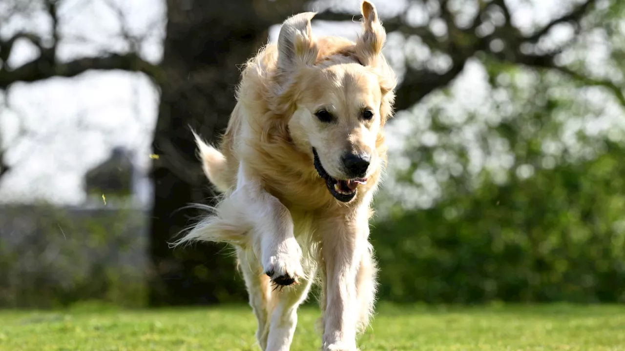 Oxfordshire dog who fathered more than 300 puppies for Guide Dogs retires