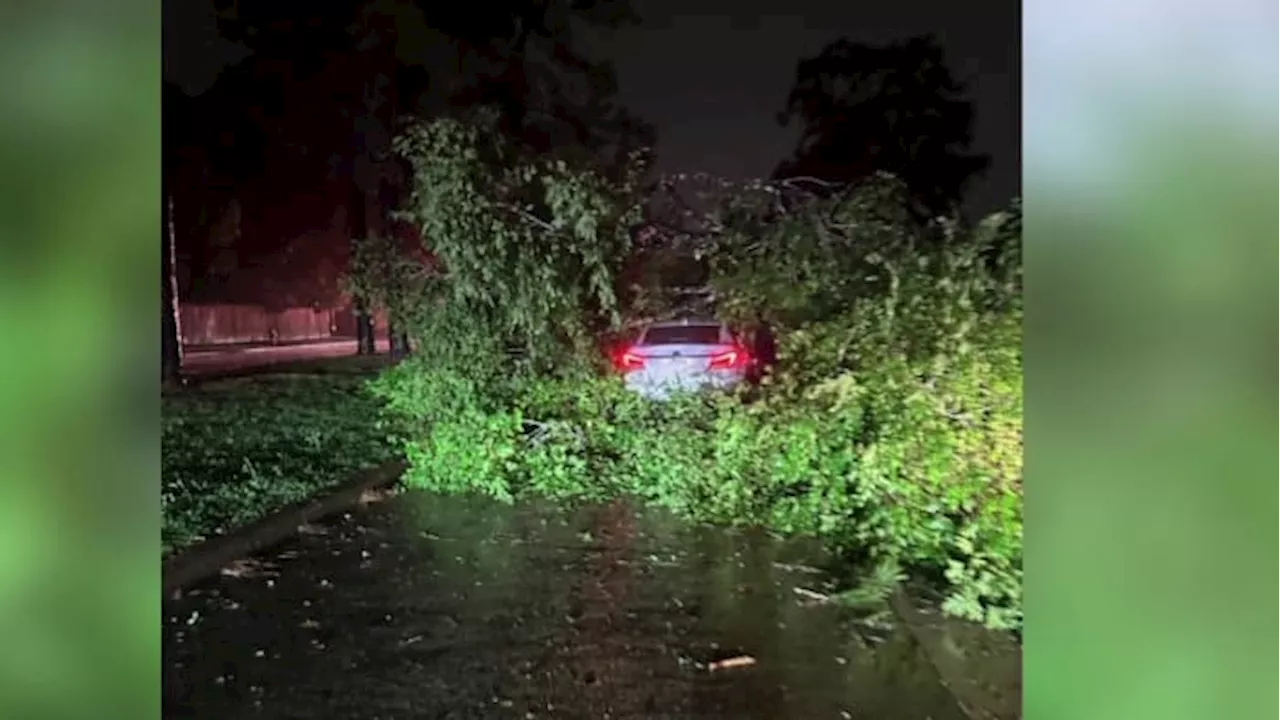 Heavy storms cause fallen trees and car crash in Houston area