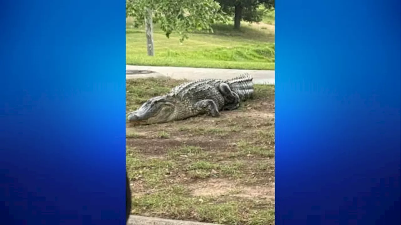 ‘Never seen one that large’: Massive alligator turns heads in Fulshear