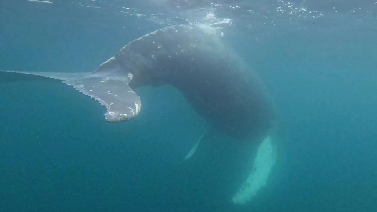 Biologists describe freeing Unalaska whale from ‘life-threatening entanglement’