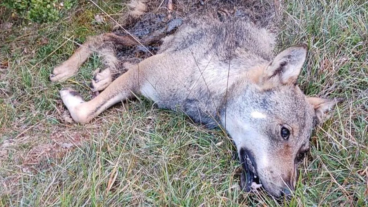 Nouvelles attaques de loups dans le Sud-Aveyron