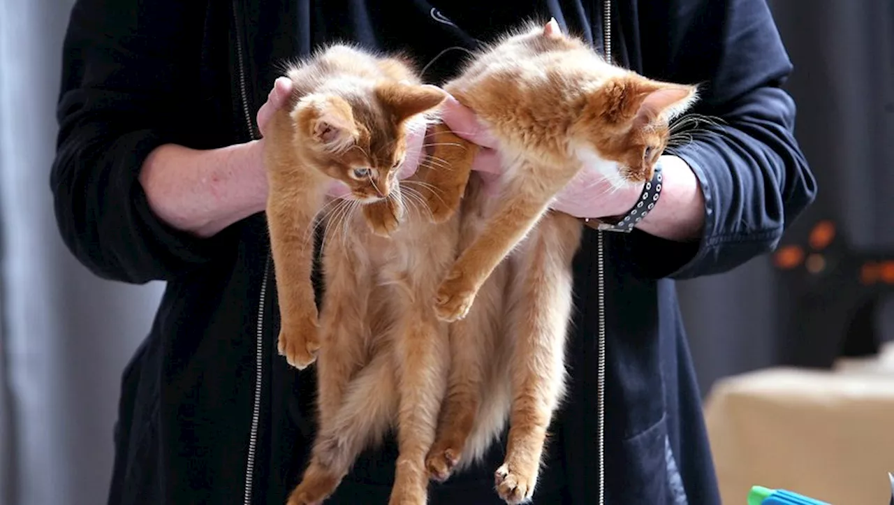 'C’est révoltant'… il se filmait en train de jeter des chatons depuis un pont pour faire le buzz