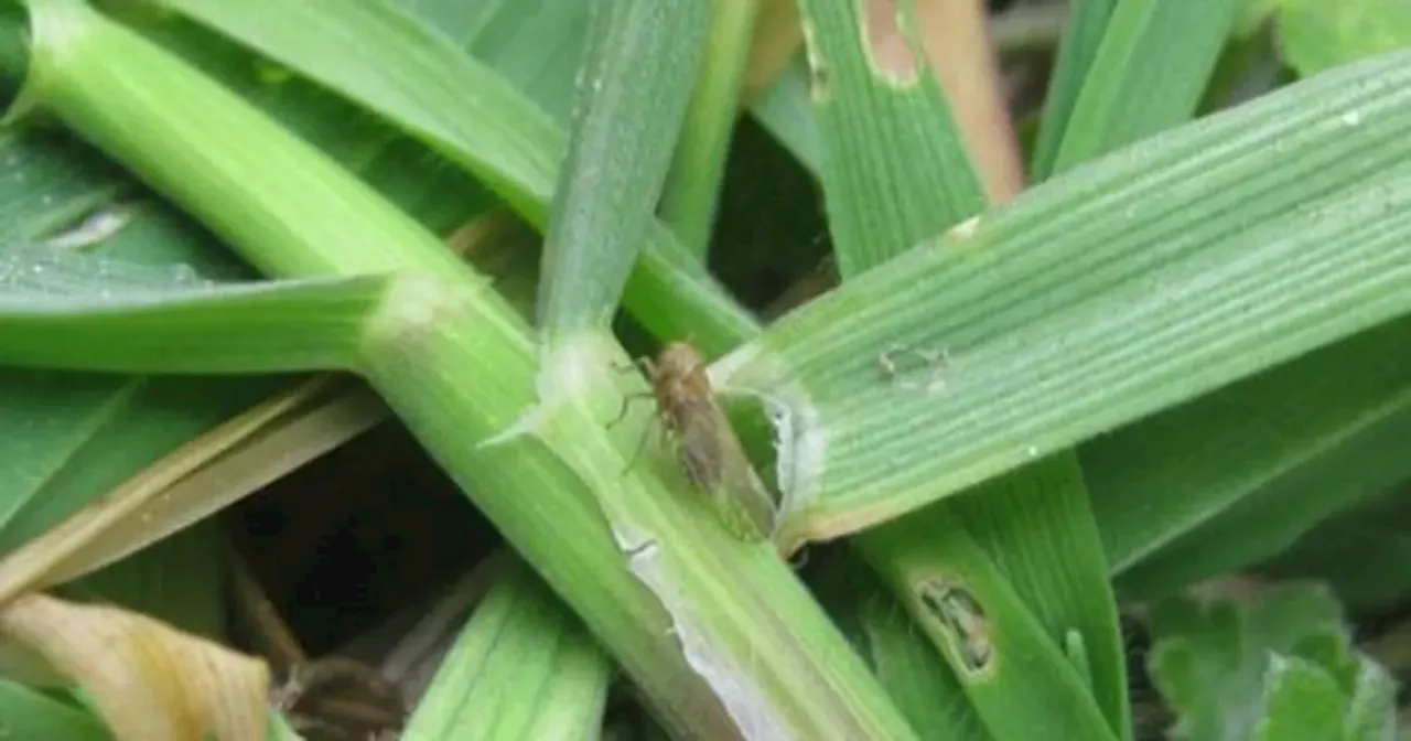 El Gobierno busca agilizar la aprobación de insecticidas para combatir la plaga