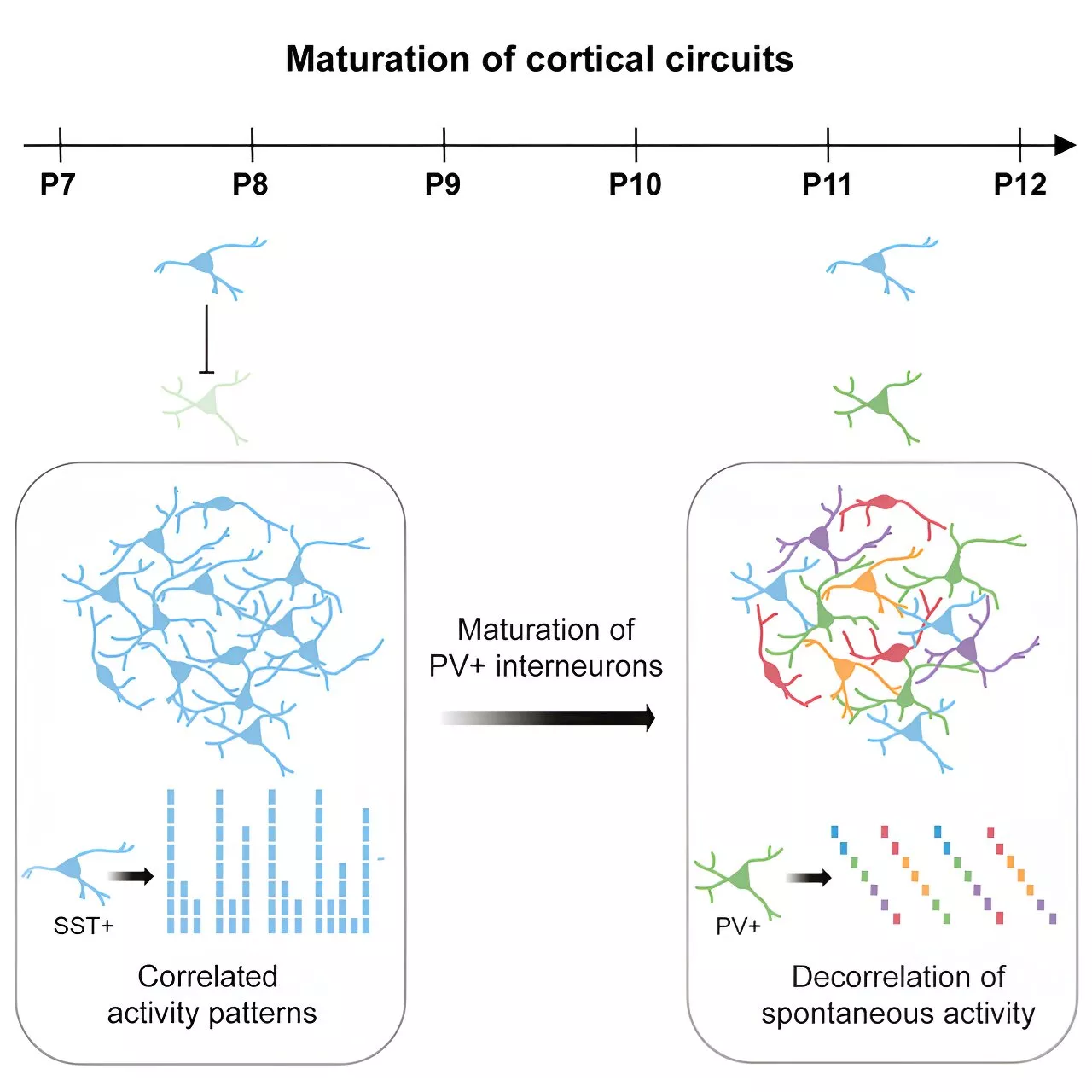 Researchers identify neurons responsible for key activity transition in brain development