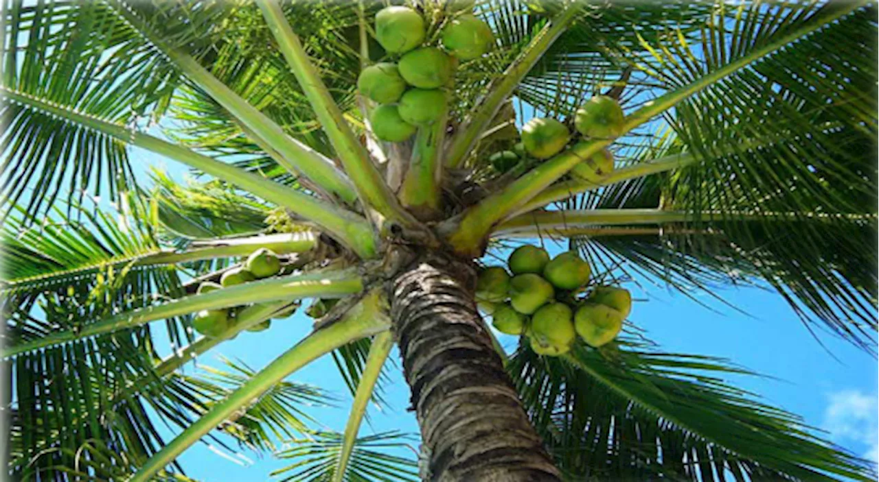 Butuan firm gets approval to export coconut oil to US