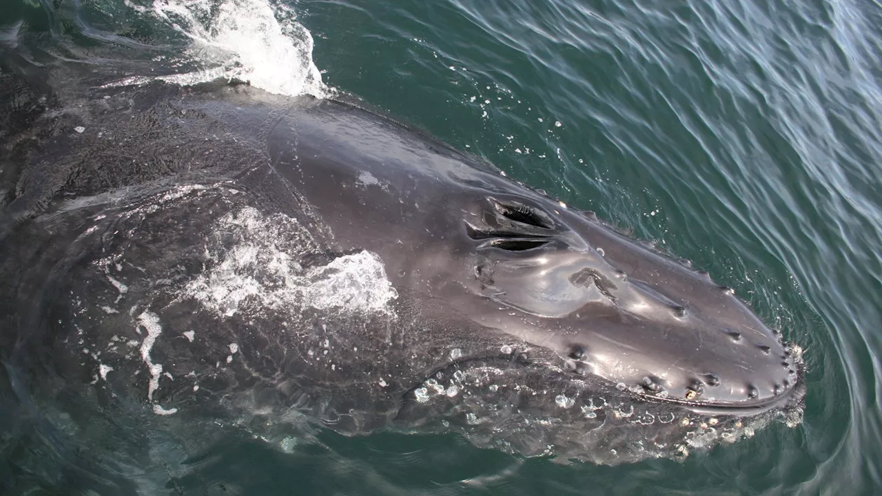 Whales reign during this oh-so-Monterey fest; the lighthearted ‘Abalone Races' are also back