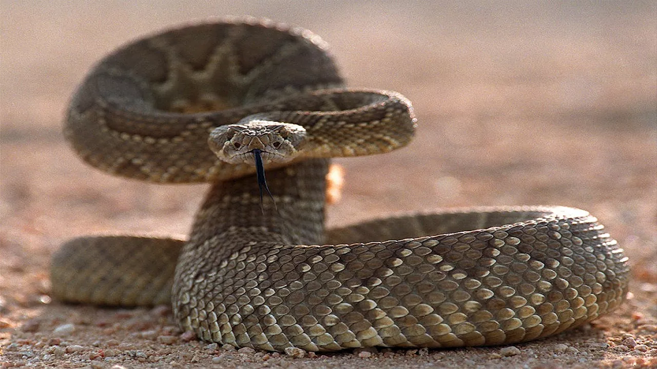 What to Know About Rattlesnake Encounters