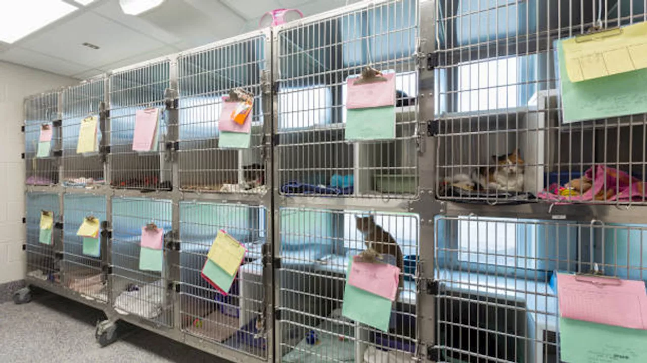 Bexar County commissioners approve animal care facility to alleviate crowded shelter