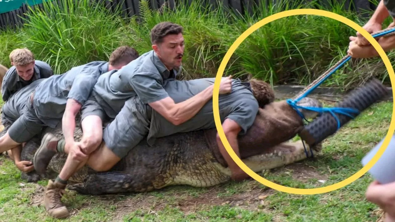 ‘Serious danger’: Close call in croc enclosure