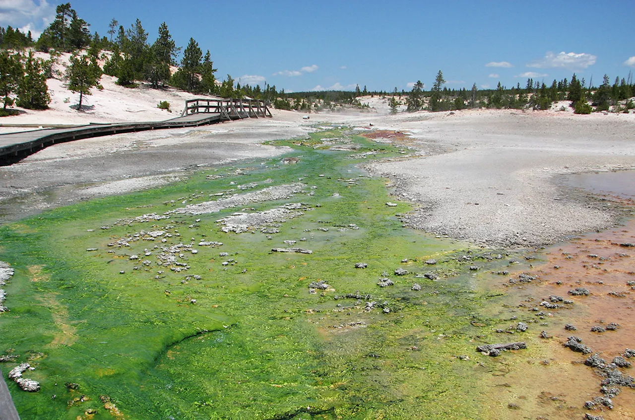 Giant Viruses Found in Yellowstone National Park Shed Light on Early Evolution