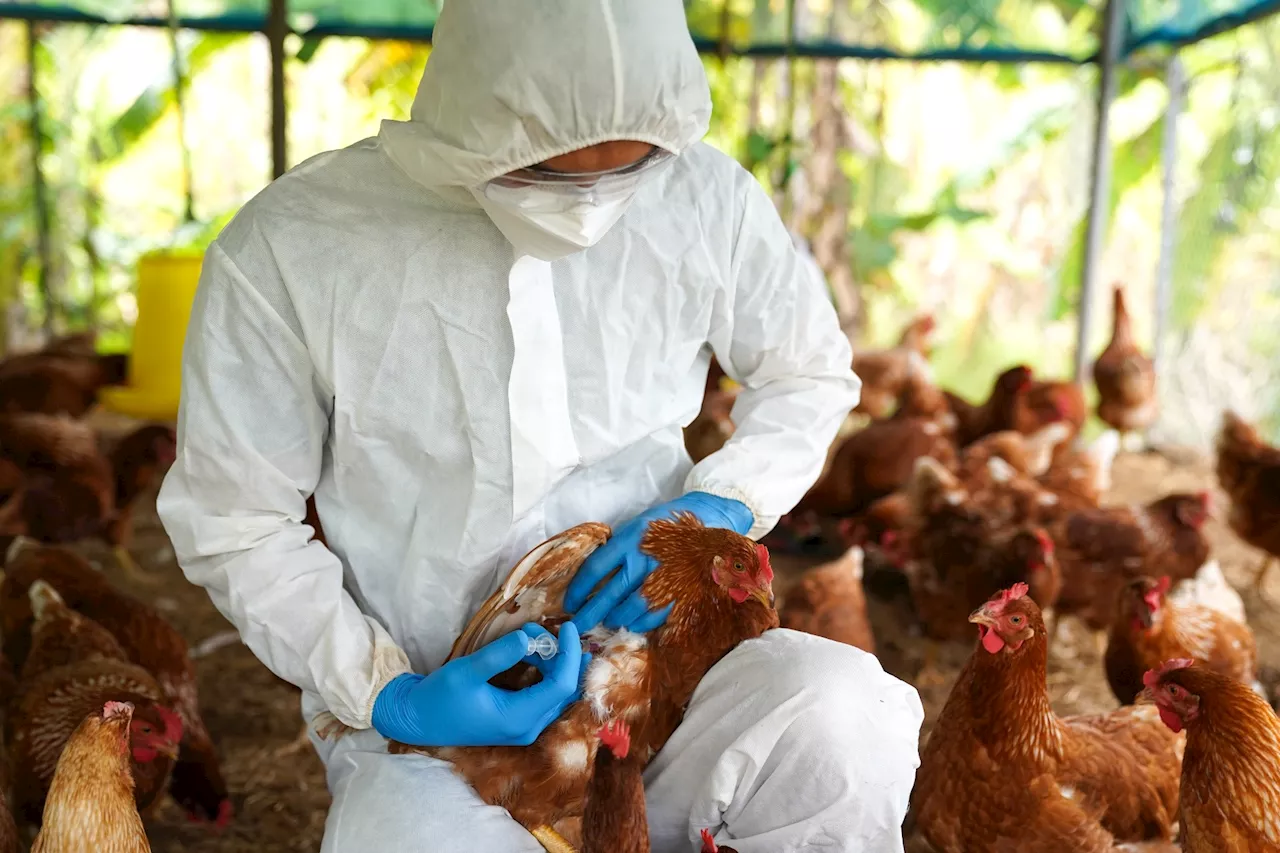 Avian flu's leap to humans: Understanding risks and prevention strategies