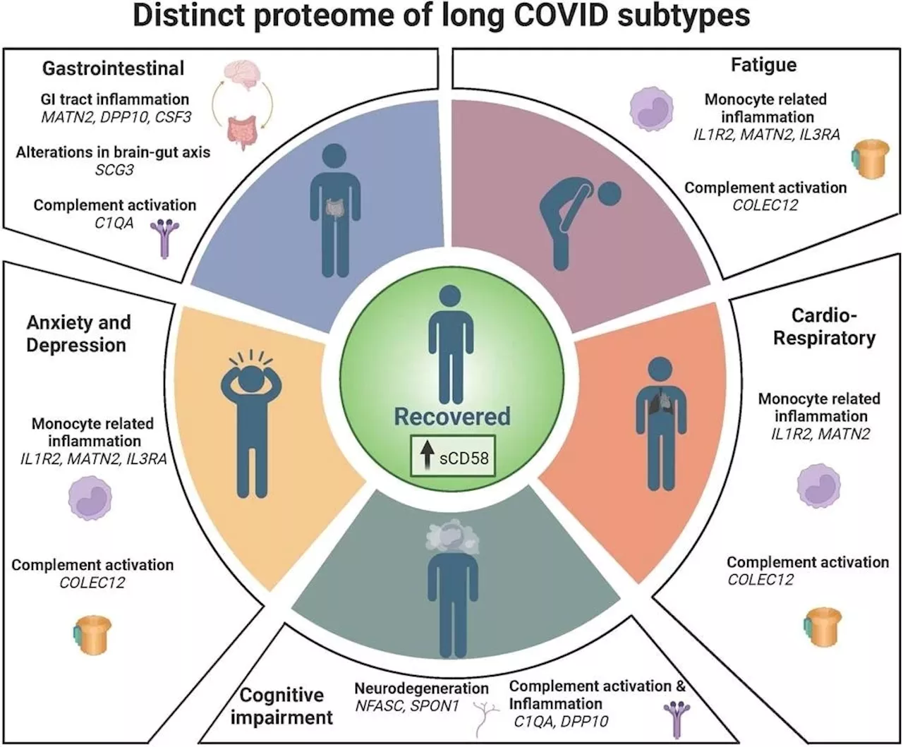 Study reveals inflammation's role in long COVID's lingering effects