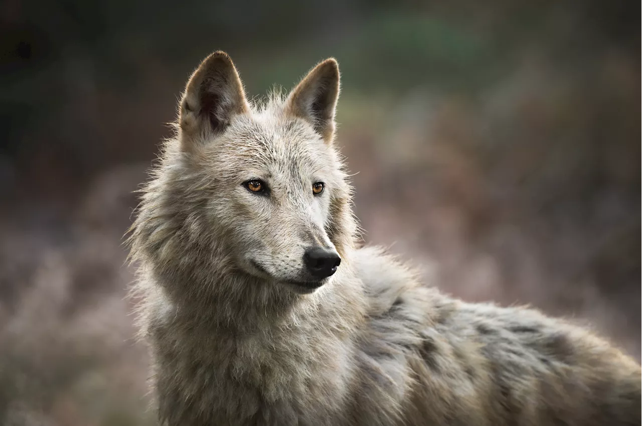 Wolf-Dog Hybrids Terrorize California Neighborhood, Killing Pet Dog