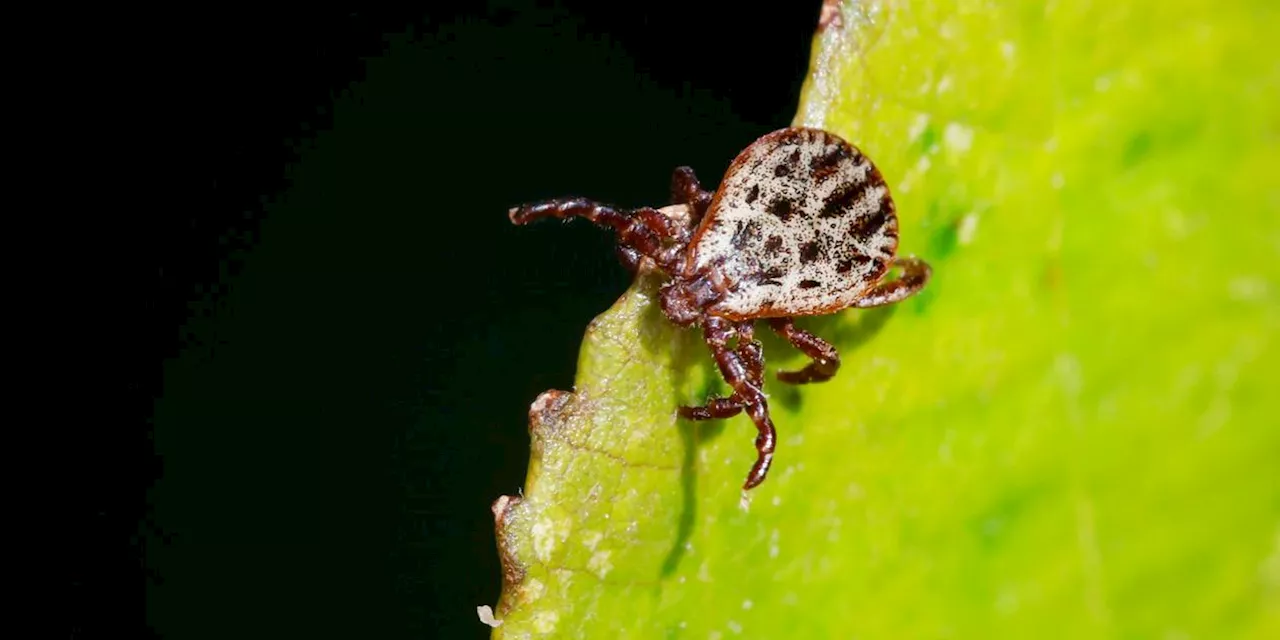 Lästige Blutsauger: Diese fünf Pflanzen helfen im Garten gegen Zecken