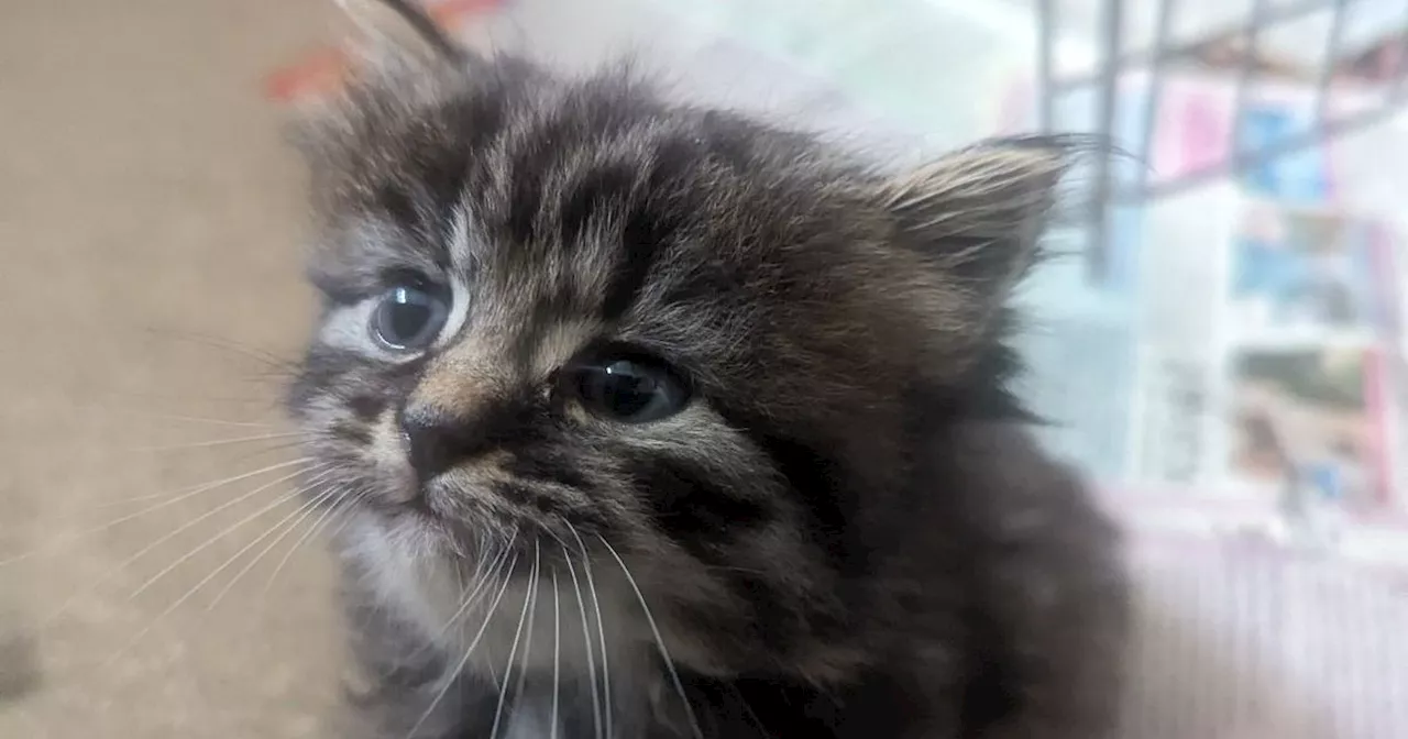 Abandoned Mum and Kittens Found in Nottingham Supermarket Car Park