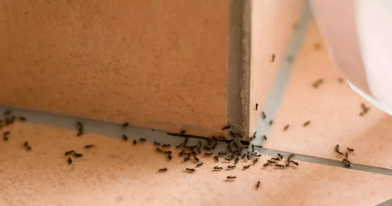 Pest Control: How to get rid of ants permanently without calling an ...