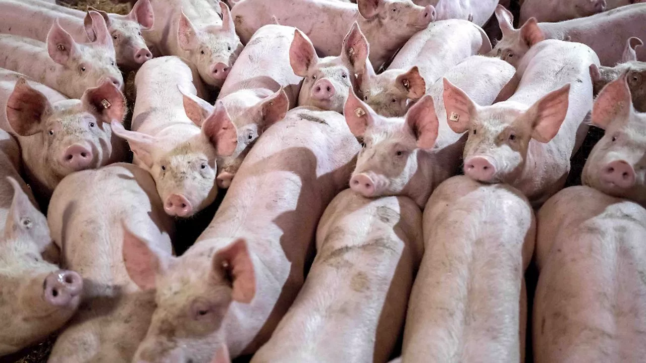 Beitrag zu besserer Tierhaltung: Experten plädieren für höhere Mehrwertsteuer auf Fleisch