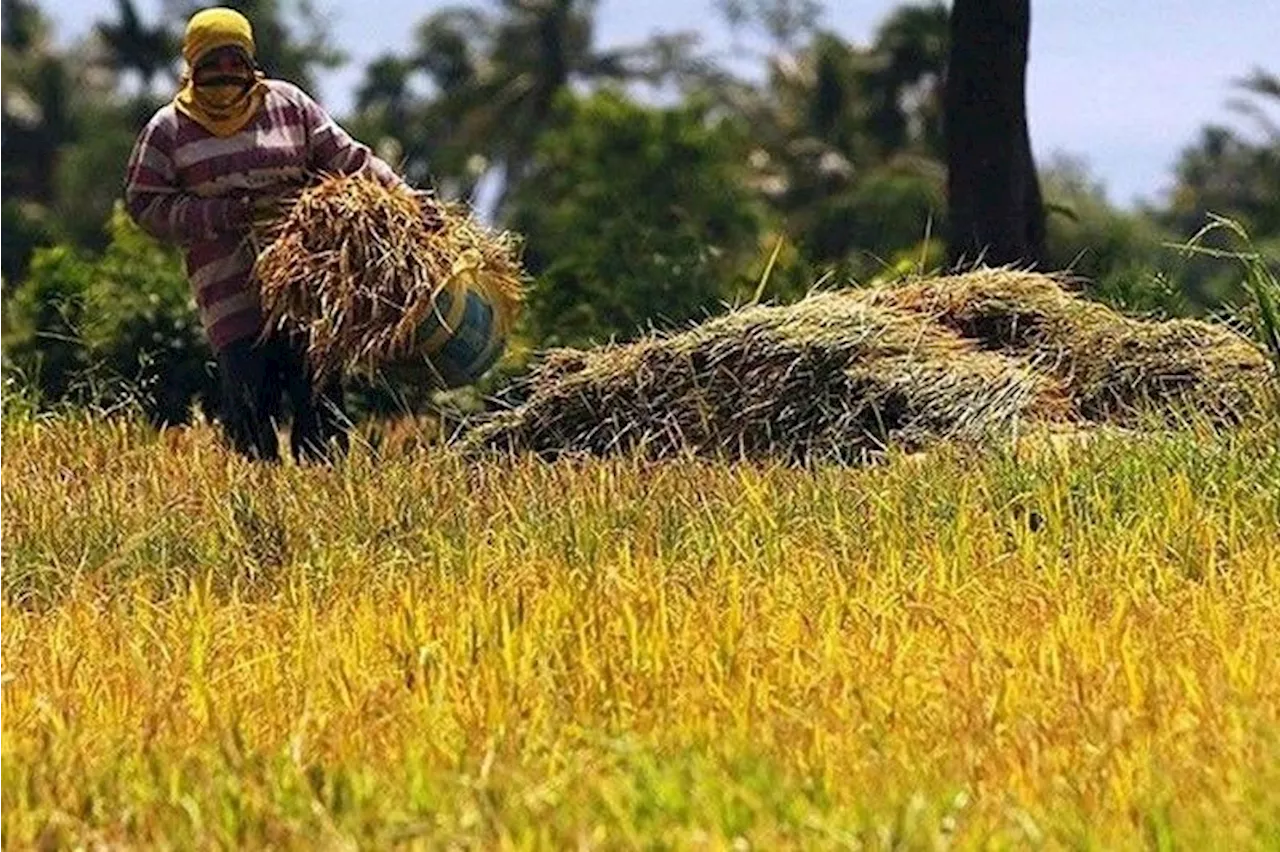 Reversing Rice Liberalization Law Urged to Address Low Procurement and High Inflation