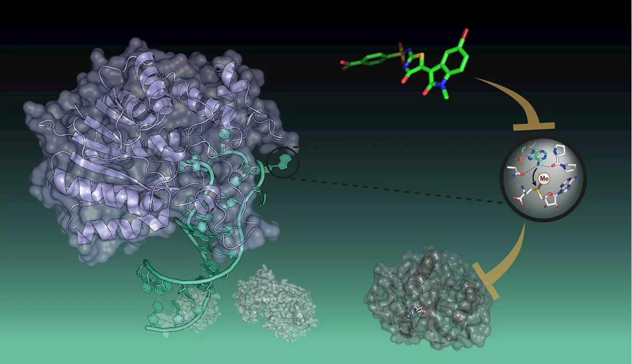 A promising target for new RNA therapeutics now accessible