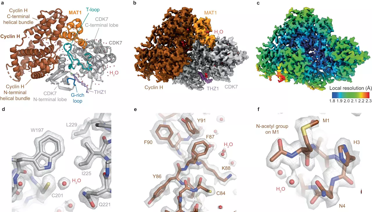 New protein imaging method supports the design of innovative new cancer drugs