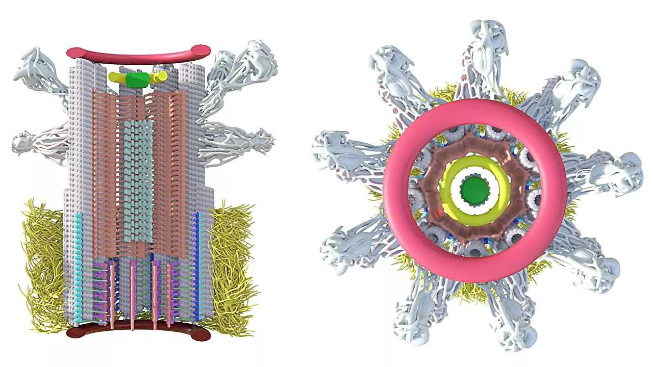 Scientists reconstruct assembly of the human centriole, image by image, for the first time