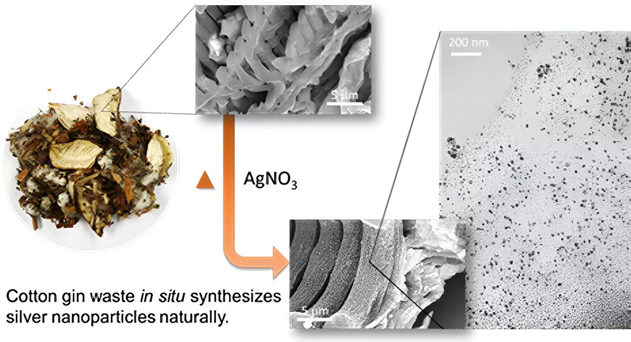 Self-embedding silver nanoparticles: Researchers find the 'silver lining' in cotton gin waste