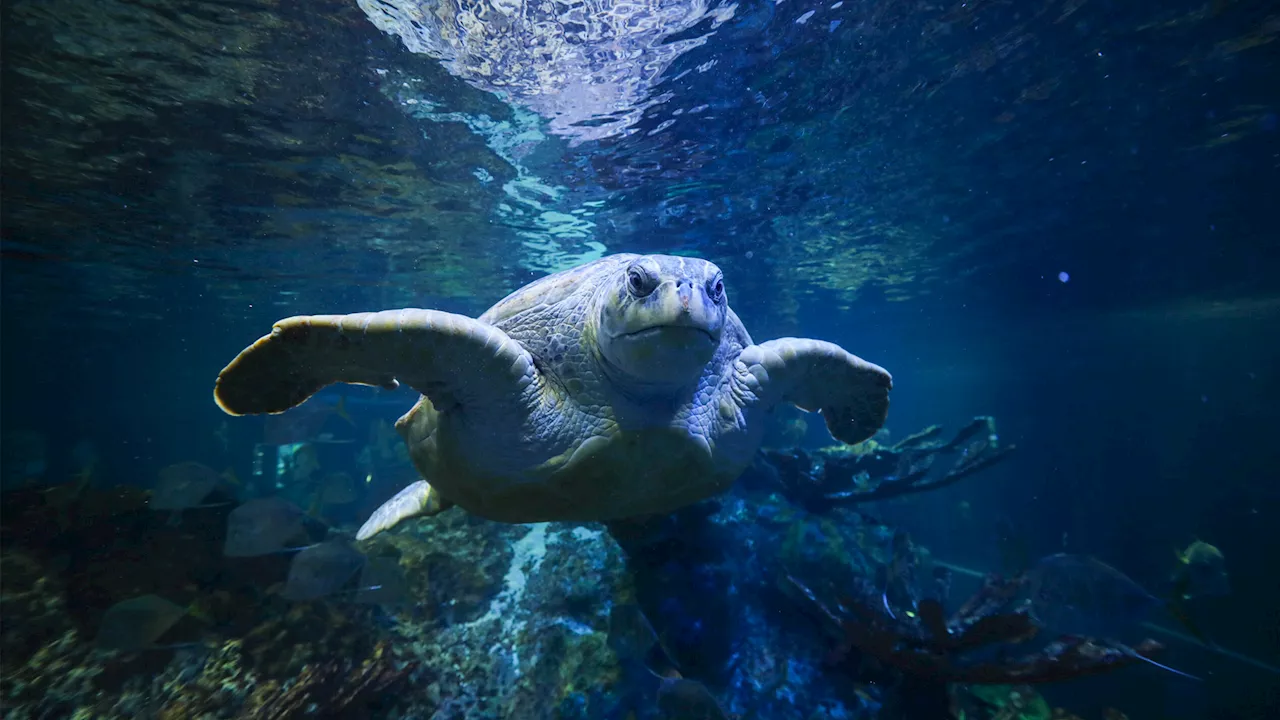 95-Year-Old Green Sea Turtle Thriving at New England Aquarium