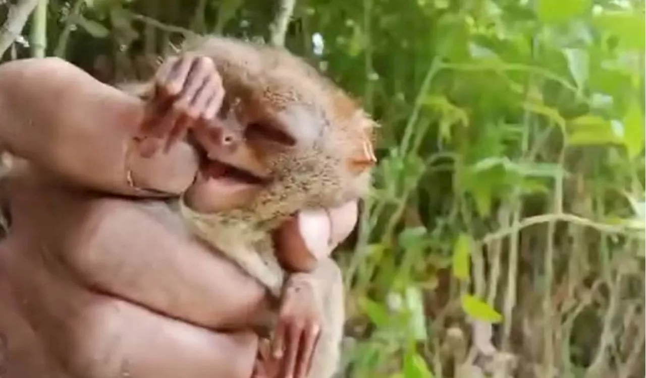 Investigation Launched into Vlogger Handling Endangered Tarsiers