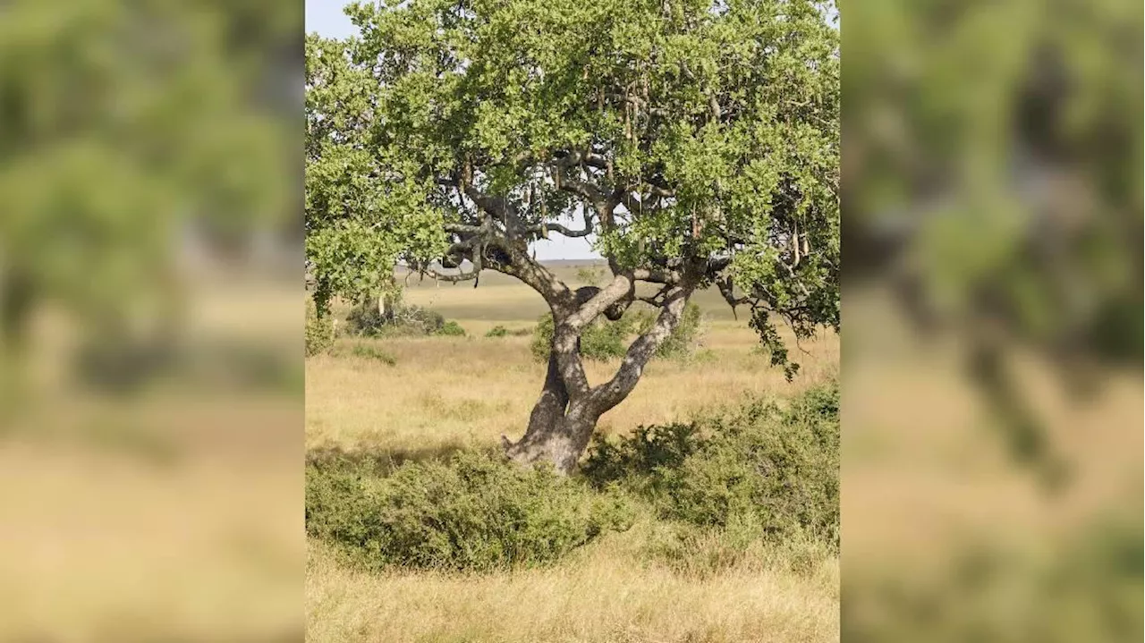 Kniffliges Suchbild für Adleraugen: Im Baum hat sich ein Leopard versteckt