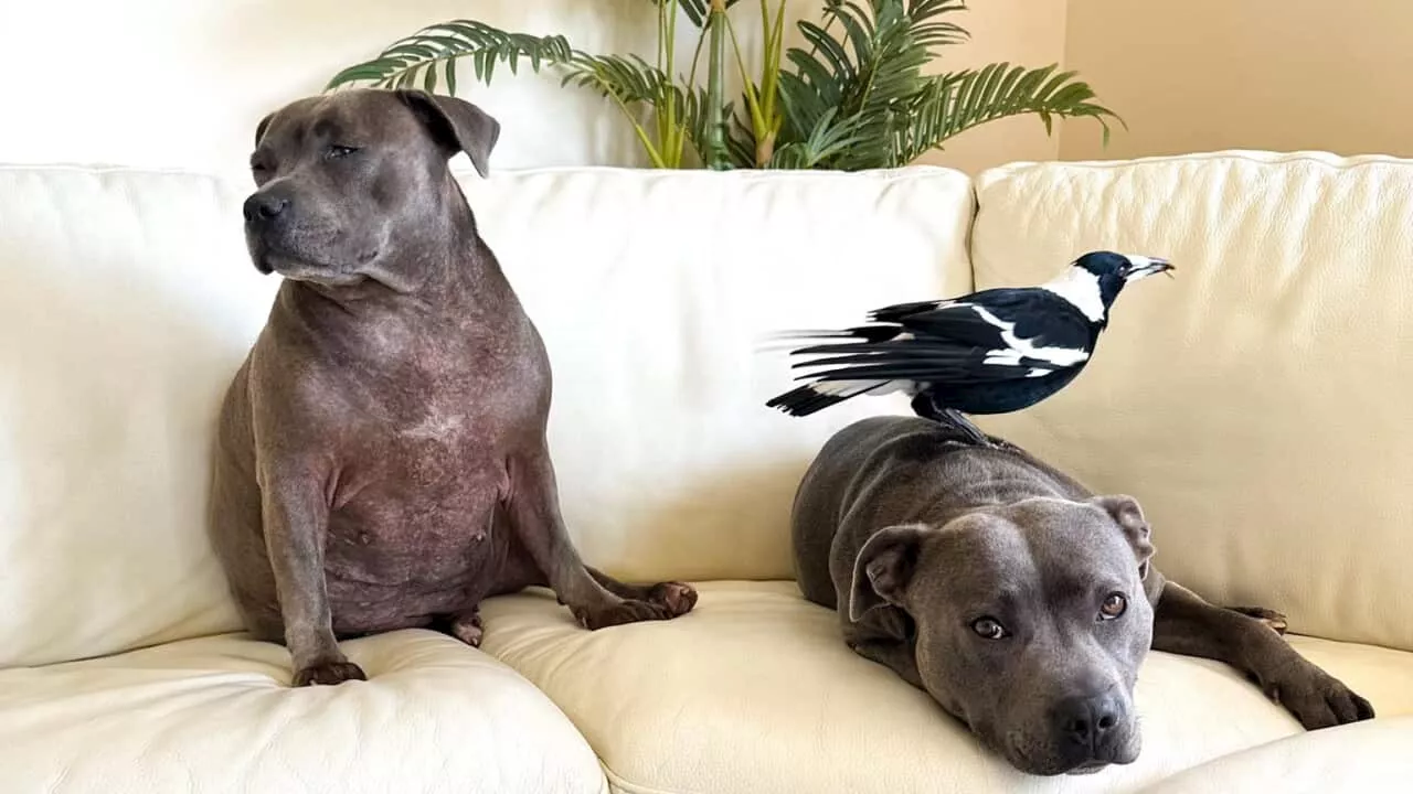 Molly, Queensland's internet-famous magpie, to be reunited with Peggy the Bull Terrier